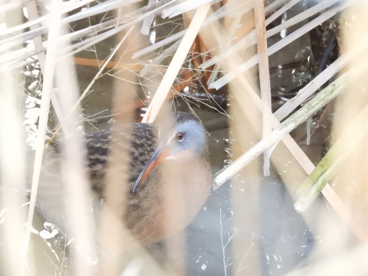 Virginia Rail - ML647391294