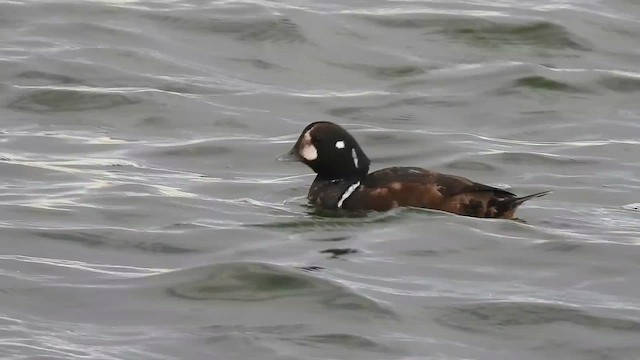 Pato Arlequín - ML647391295