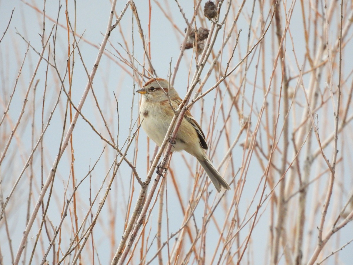 American Tree Sparrow - ML647391301