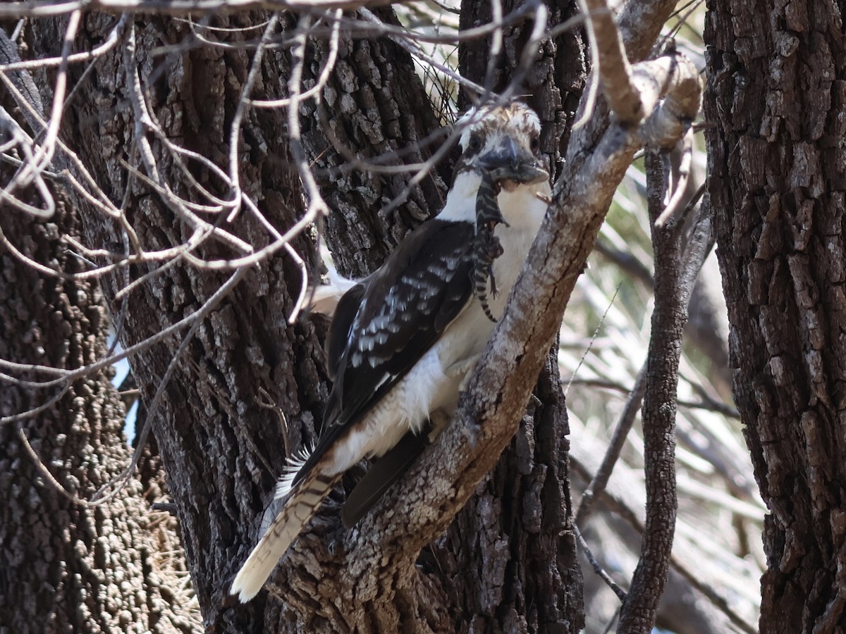 Laughing Kookaburra - ML647391302