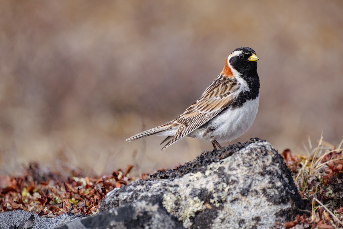 ostružka severní - ML647391304