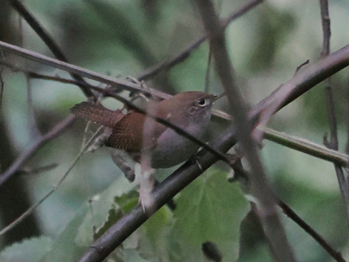 Northern House Wren - ML647391307