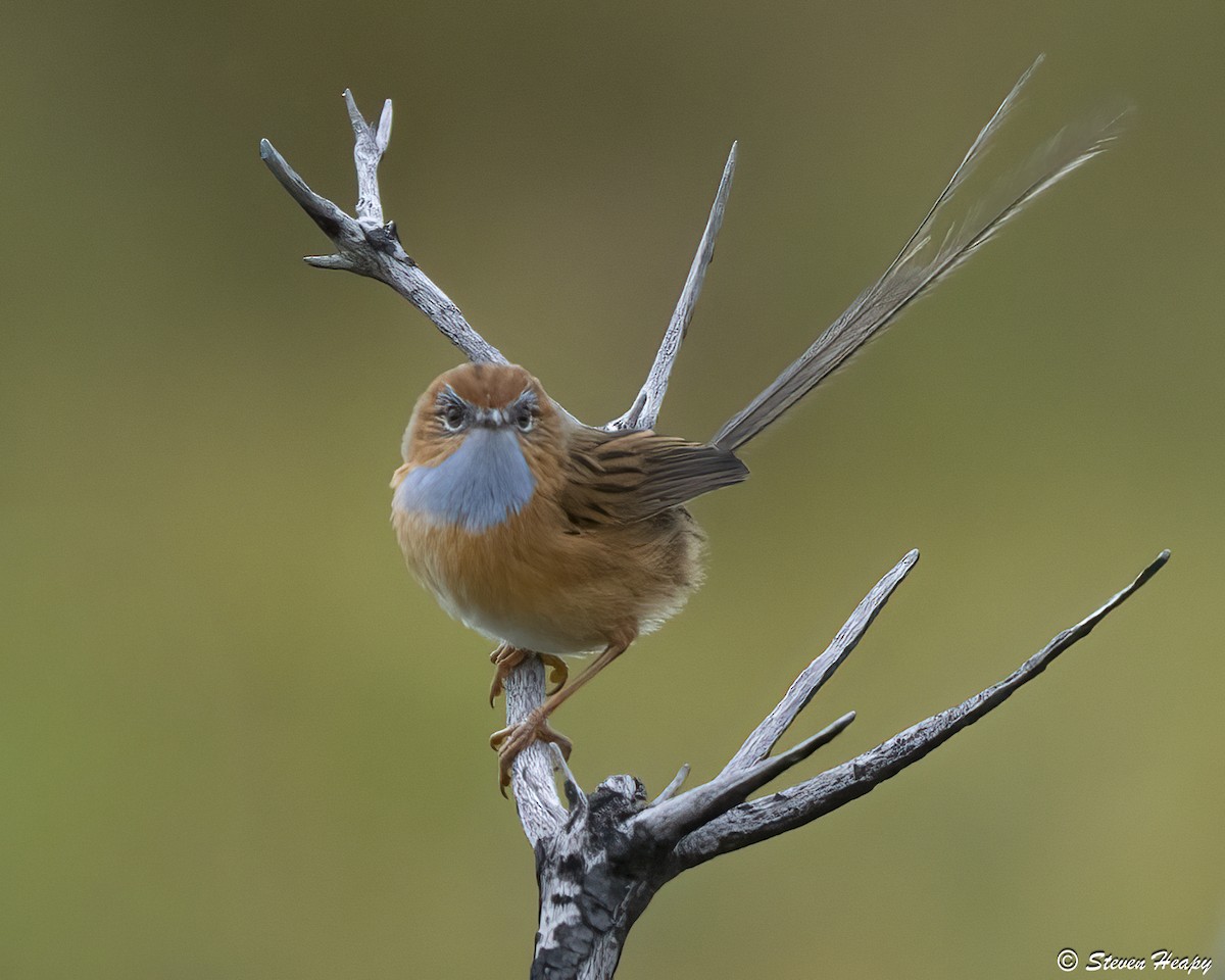 Southern Emuwren - ML647391308