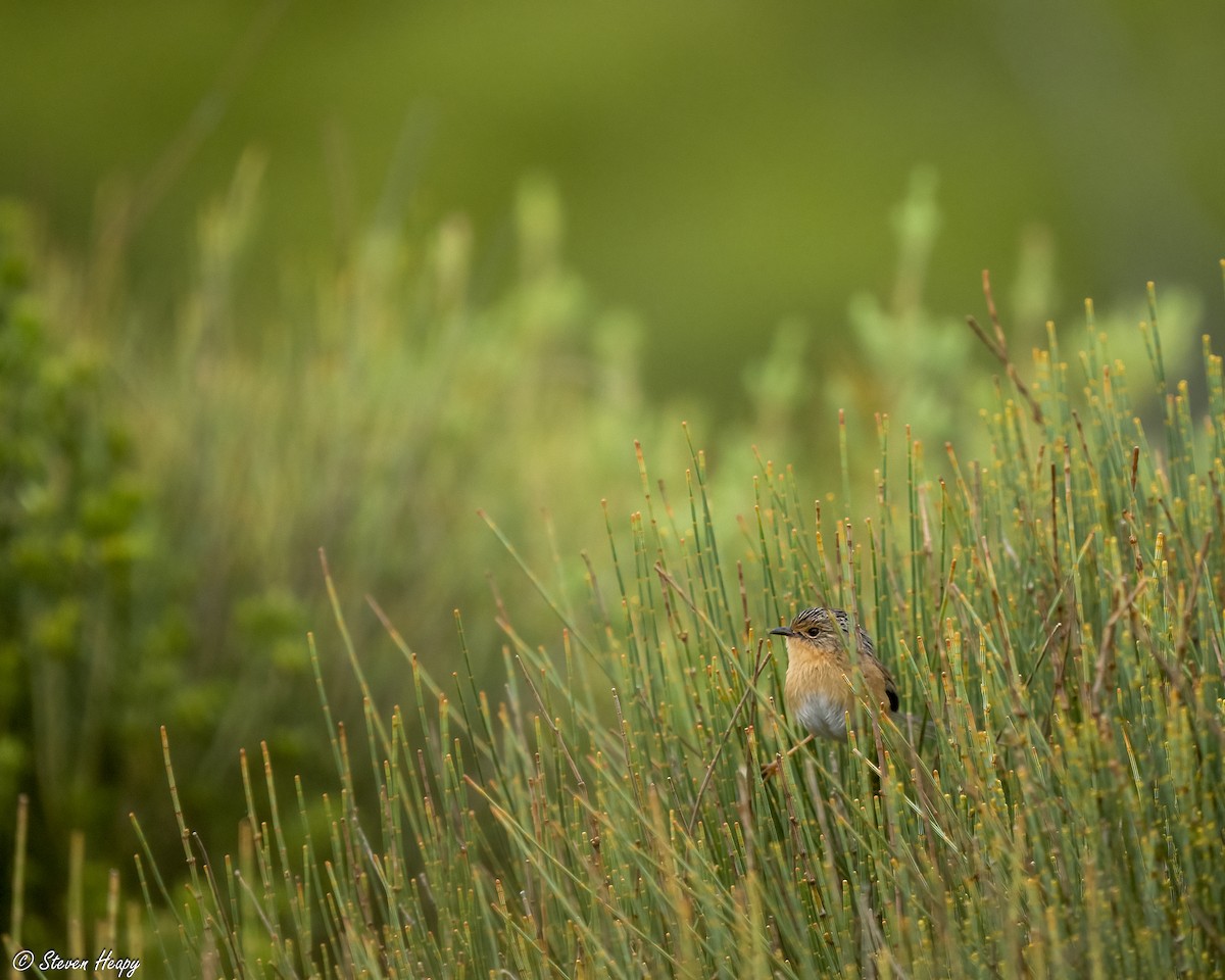 Southern Emuwren - ML647391309