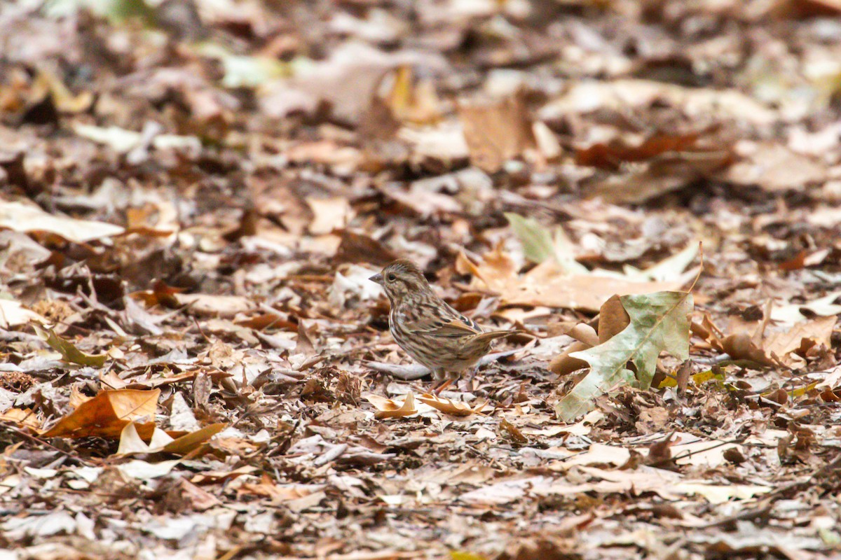 Song Sparrow - ML647391310