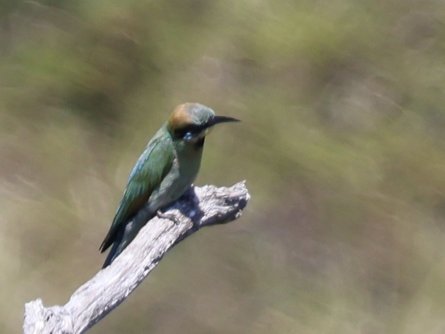 Rainbow Bee-eater - ML647391311