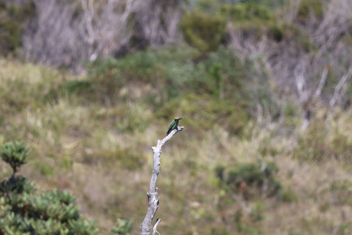 Rainbow Bee-eater - ML647391314