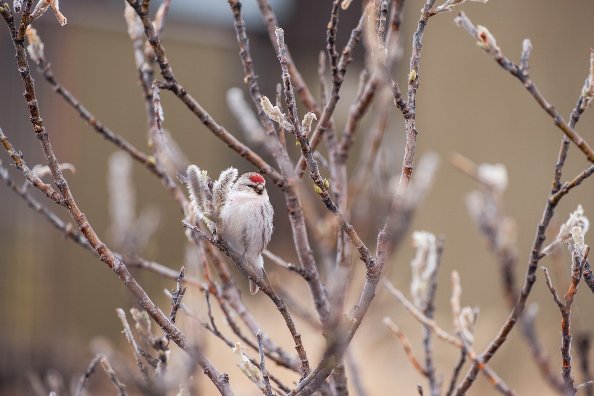 čečetka zimní - ML647391315
