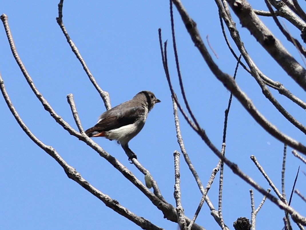 Mistletoebird - ML647391317