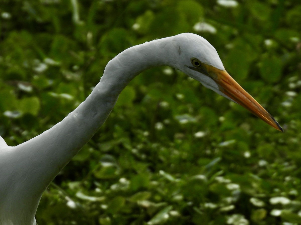 לבנית גדולה - ML647391319