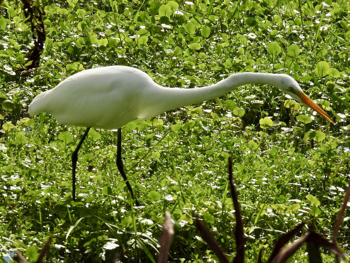 לבנית גדולה - ML647391320