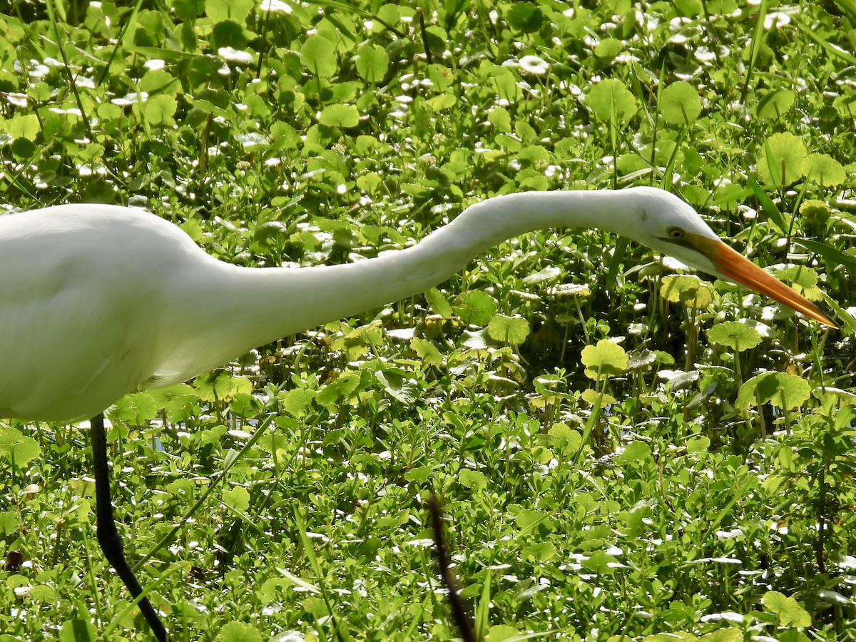 לבנית גדולה - ML647391321