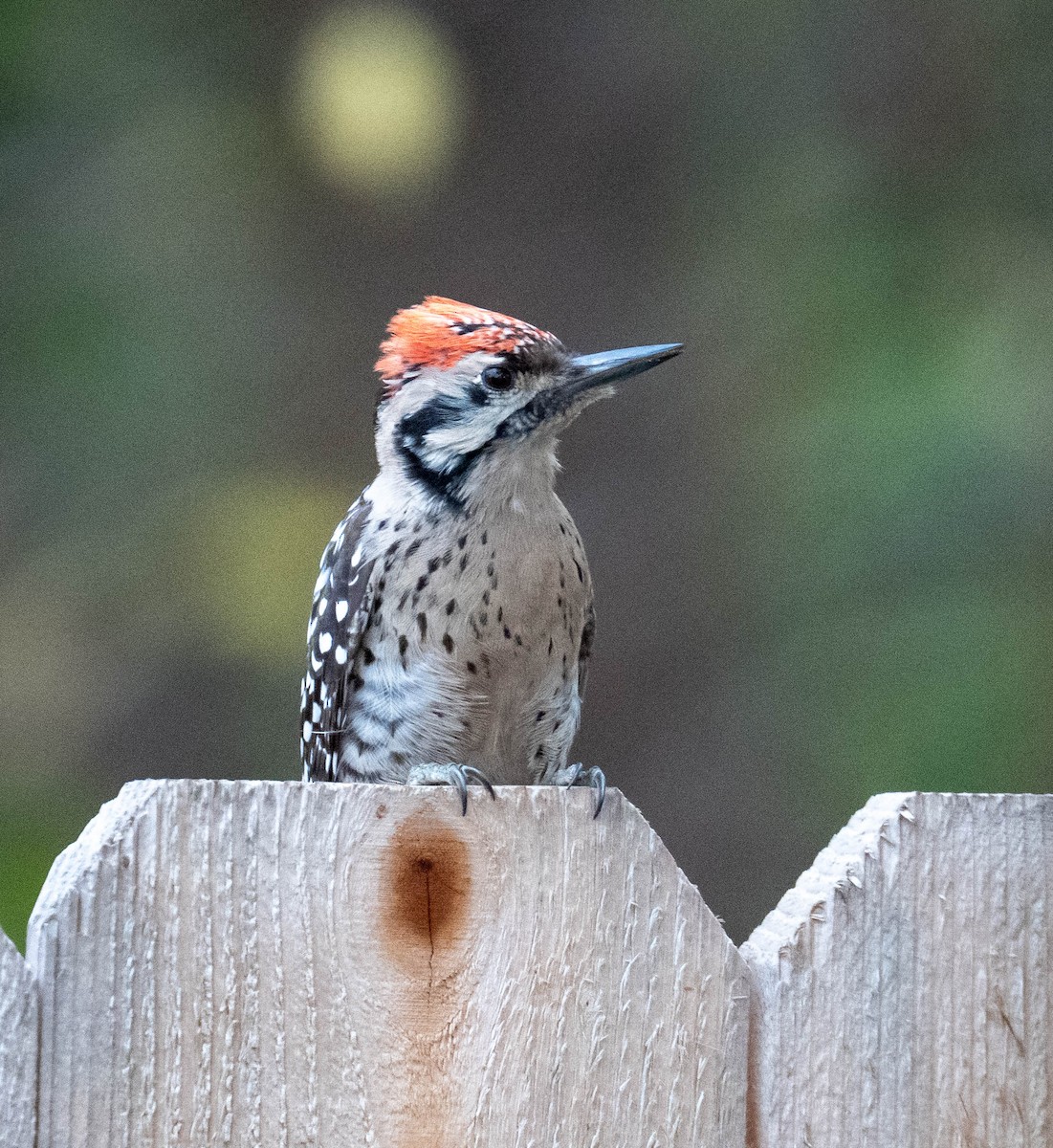 Ladder-backed Woodpecker - ML647391323
