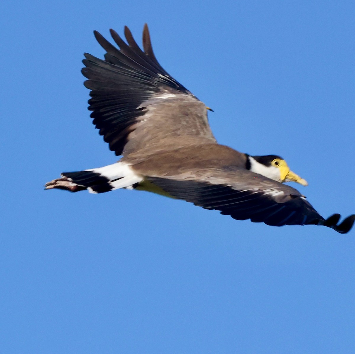 Masked Lapwing - ML647391324