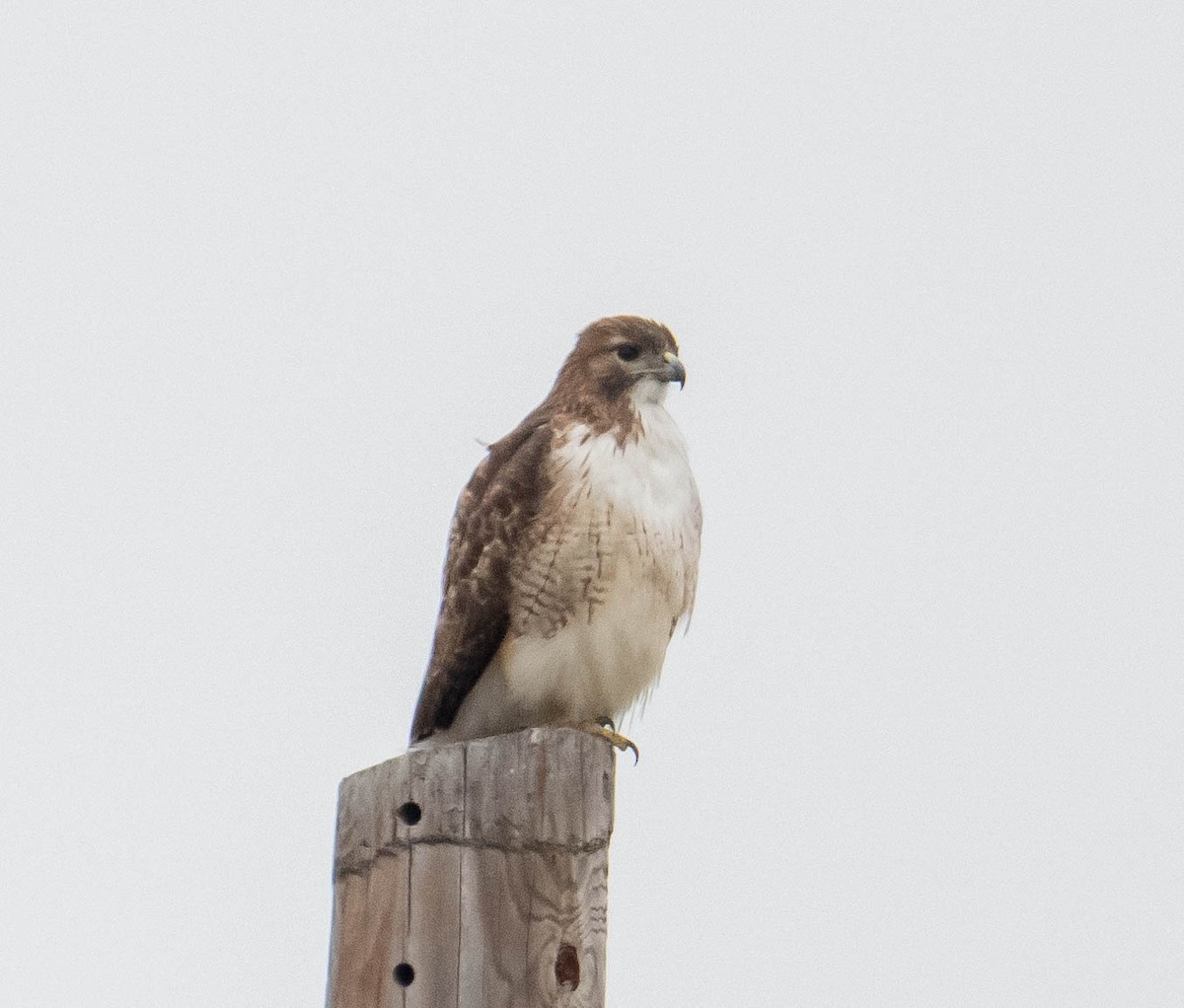 Red-tailed Hawk - ML647391325