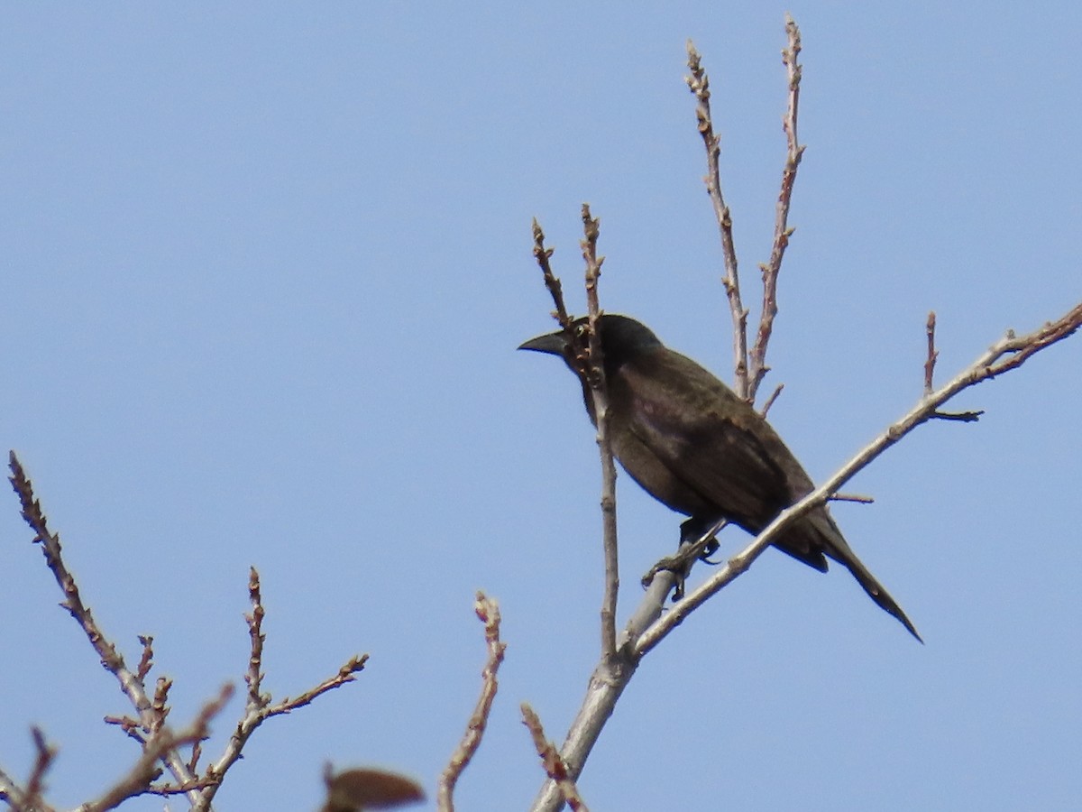 Common Grackle - ML647391326