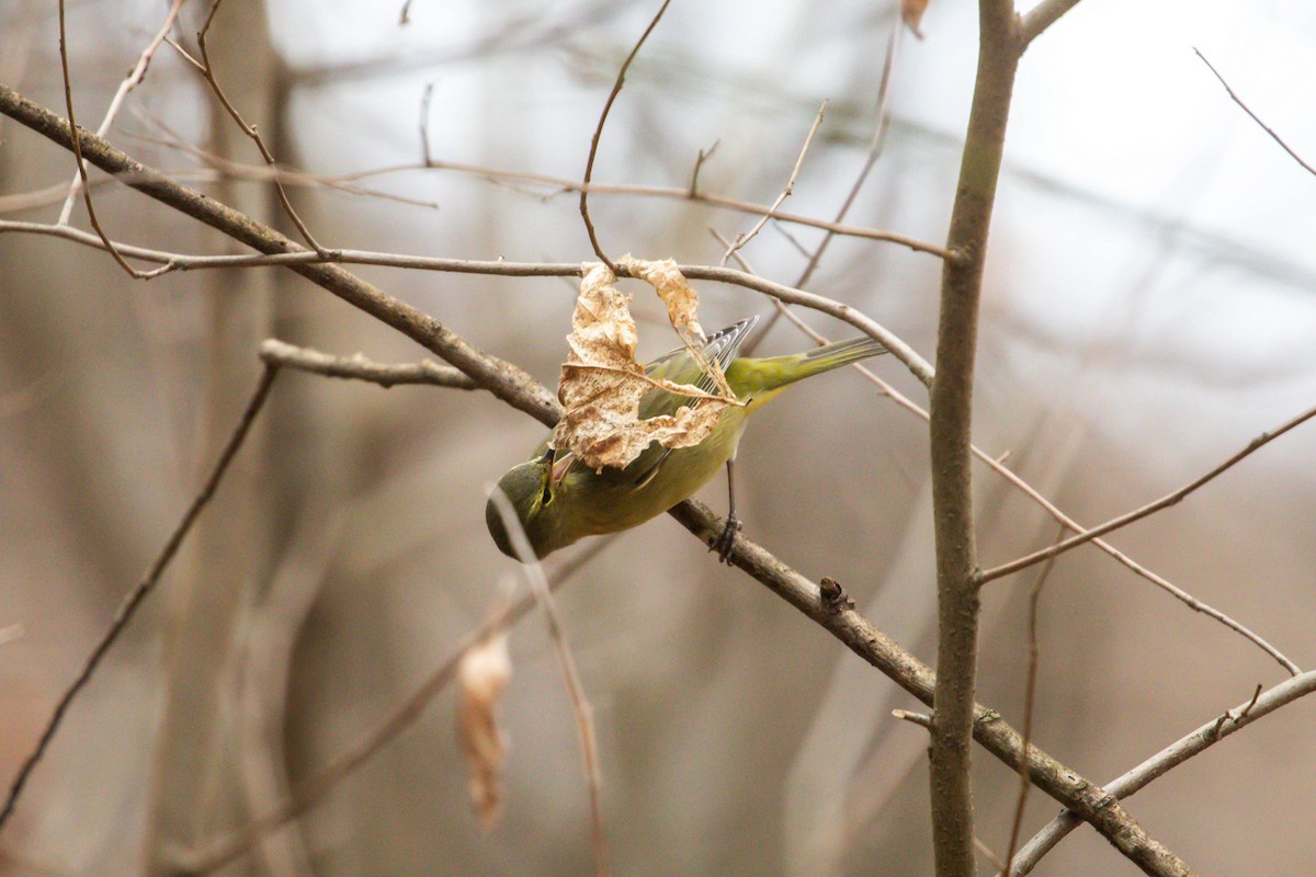 Orange-crowned Warbler - ML647391327
