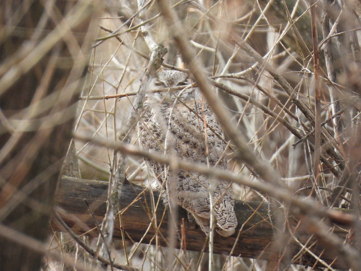 Great Horned Owl - ML647391328