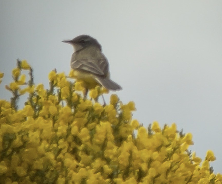 נחליאלי צהוב (iberiae) - ML647391329