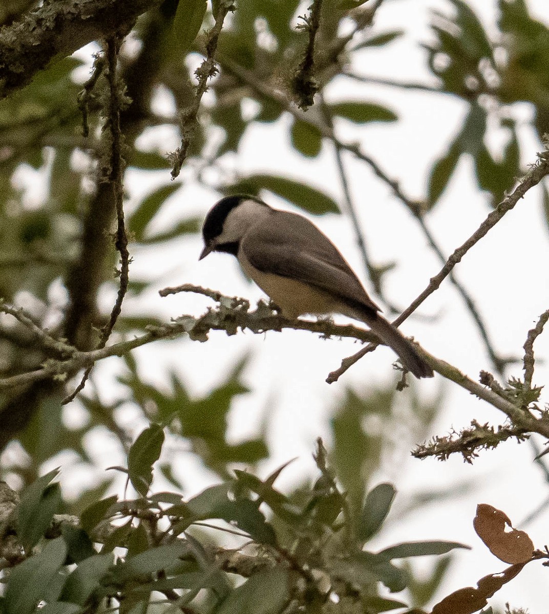 Carolina Chickadee - ML647391330