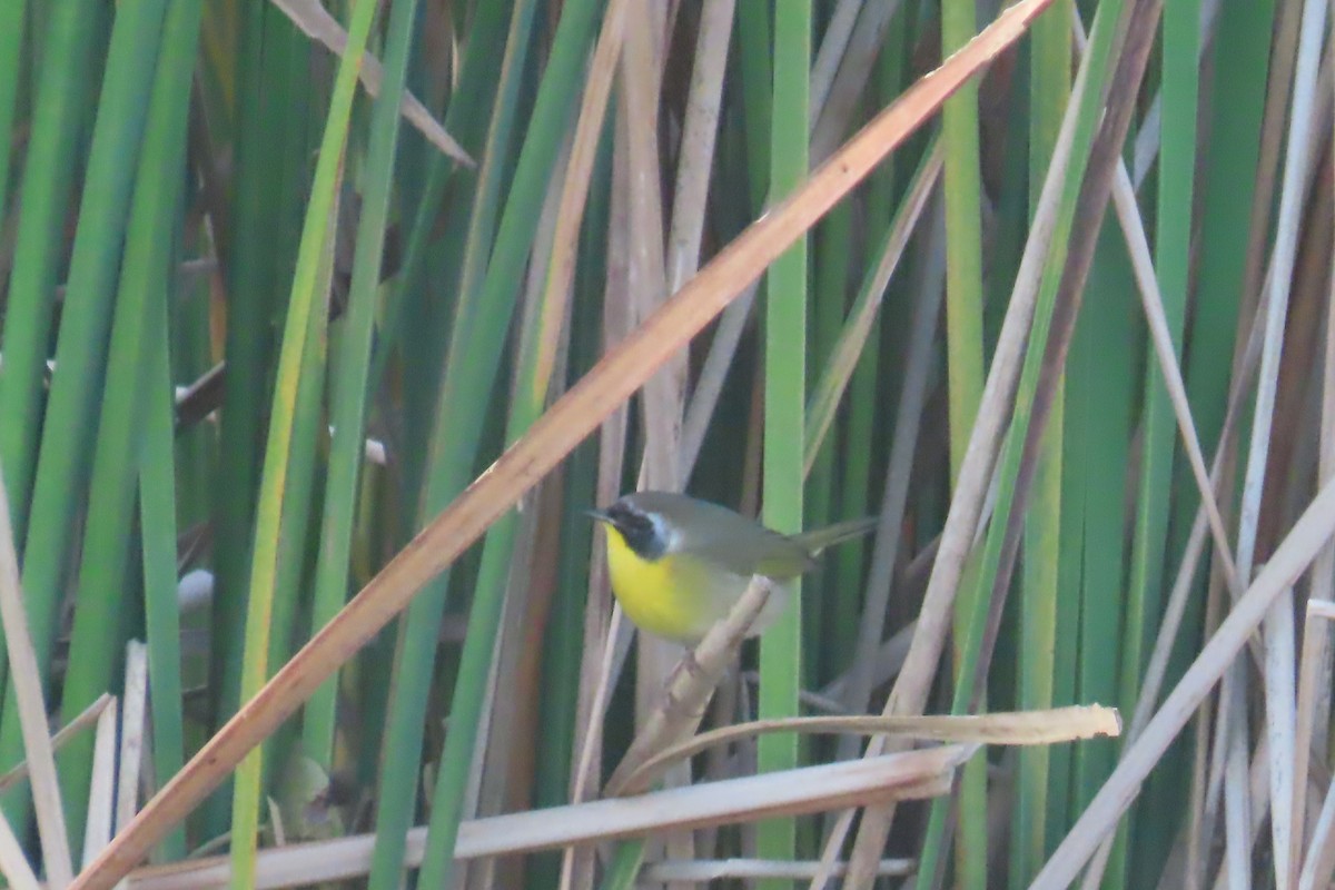 צהוב-גרון - ML647391331