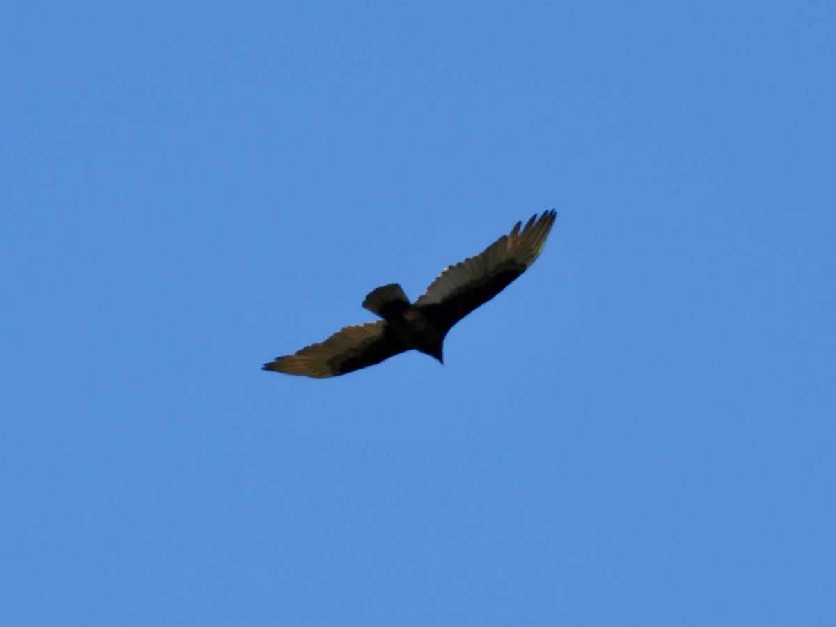 Turkey Vulture - ML647391332