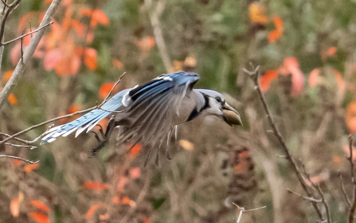 Blue Jay - ML647391333