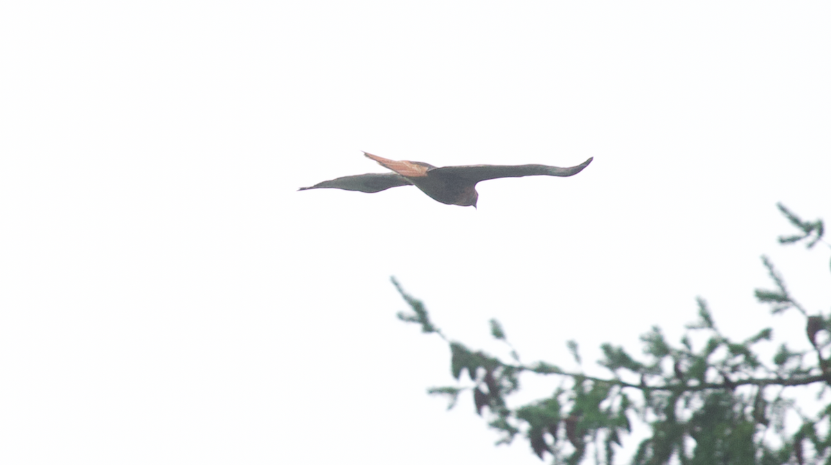 Red-tailed Hawk (calurus/alascensis) - ML647391337