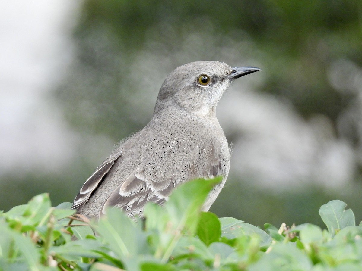 חקיינית צפונית - ML647391340