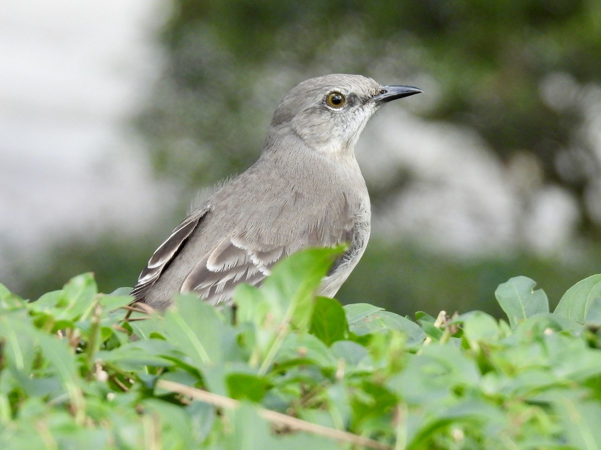 חקיינית צפונית - ML647391341