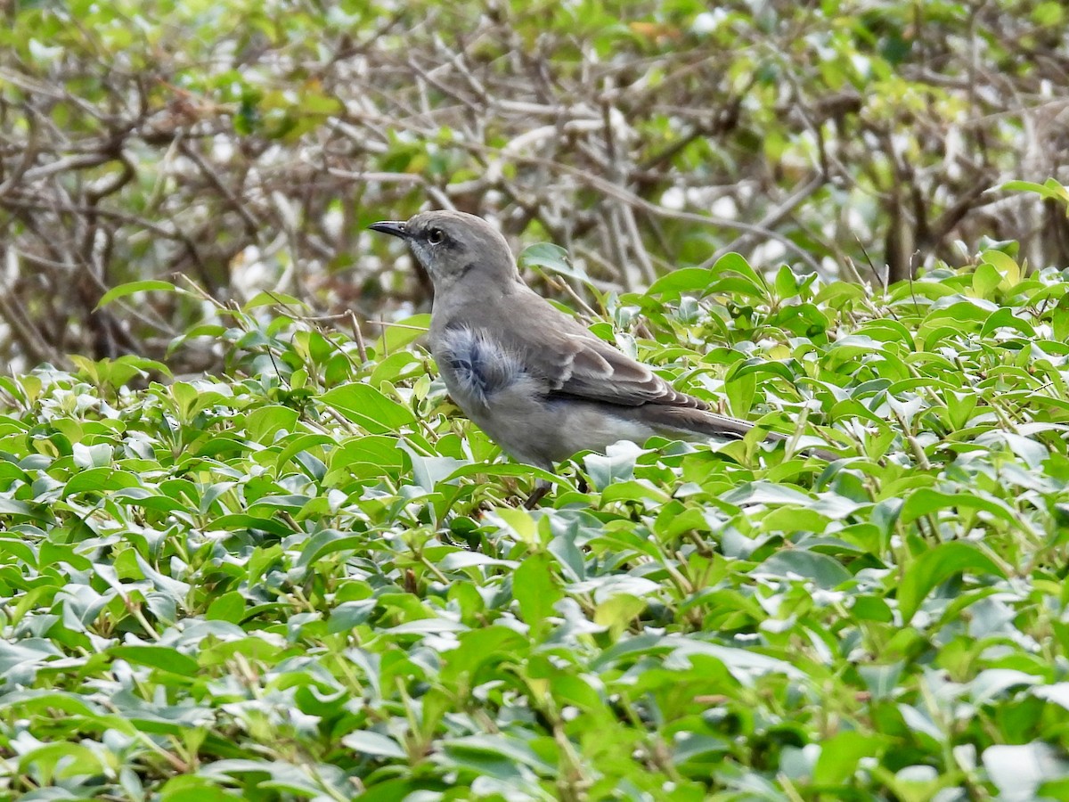 חקיינית צפונית - ML647391342