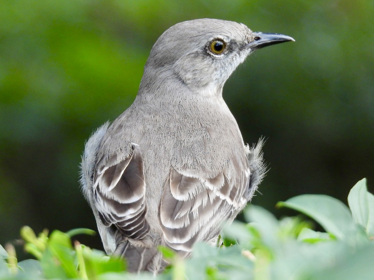 חקיינית צפונית - ML647391343