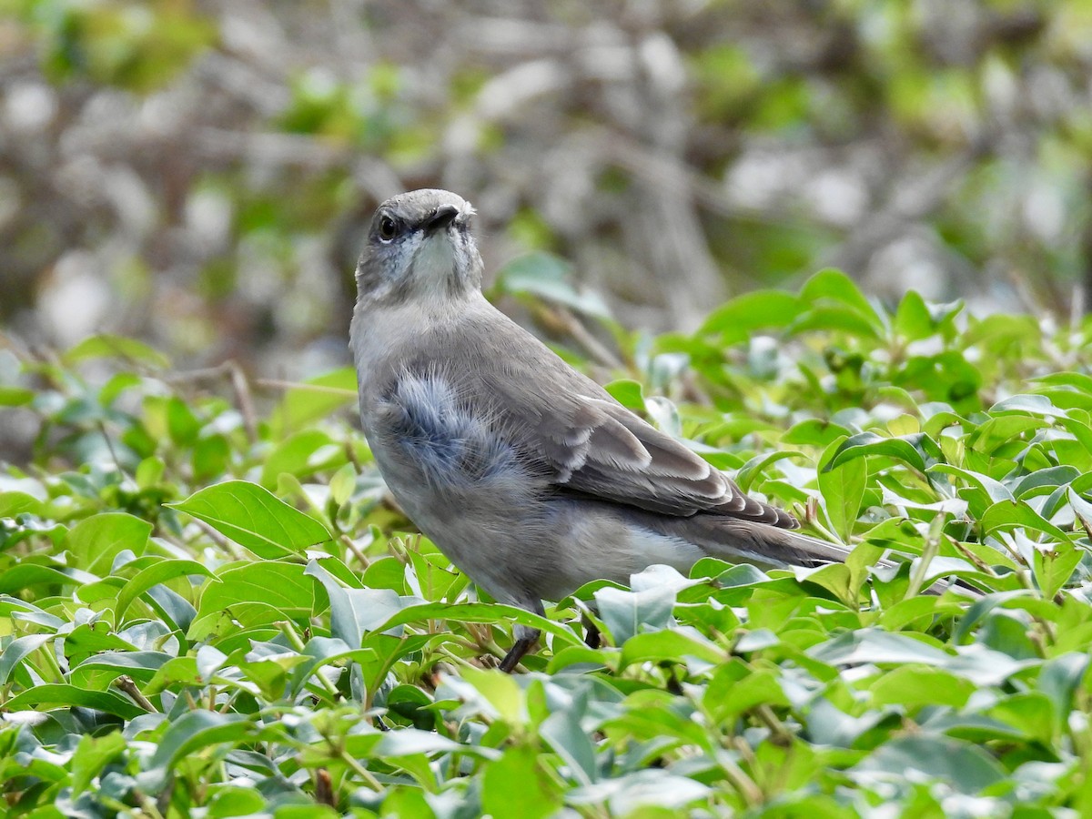 חקיינית צפונית - ML647391344