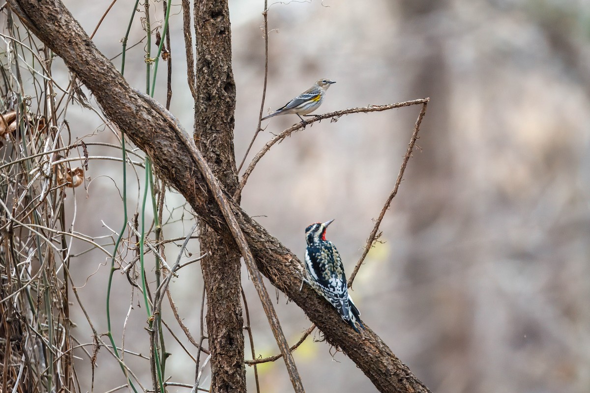 Yellow-rumped Warbler - ML647391346