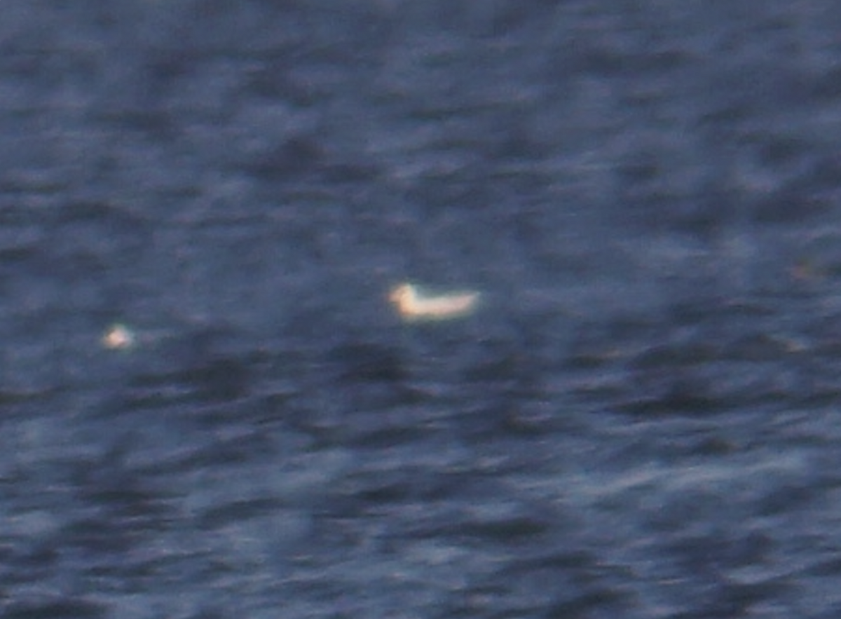 アイスランドカモメ - ML647391348