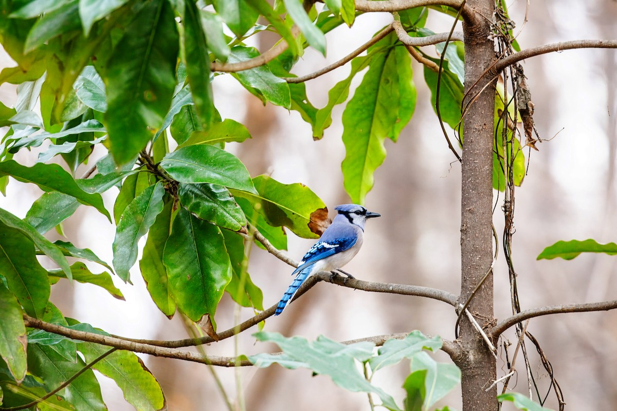 Blue Jay - ML647391354