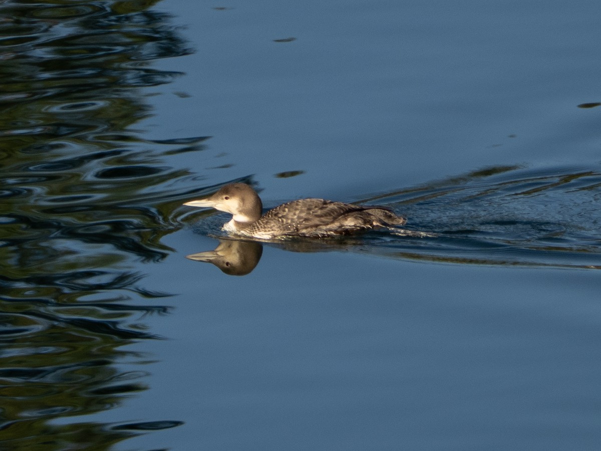 Common Loon - ML647391358