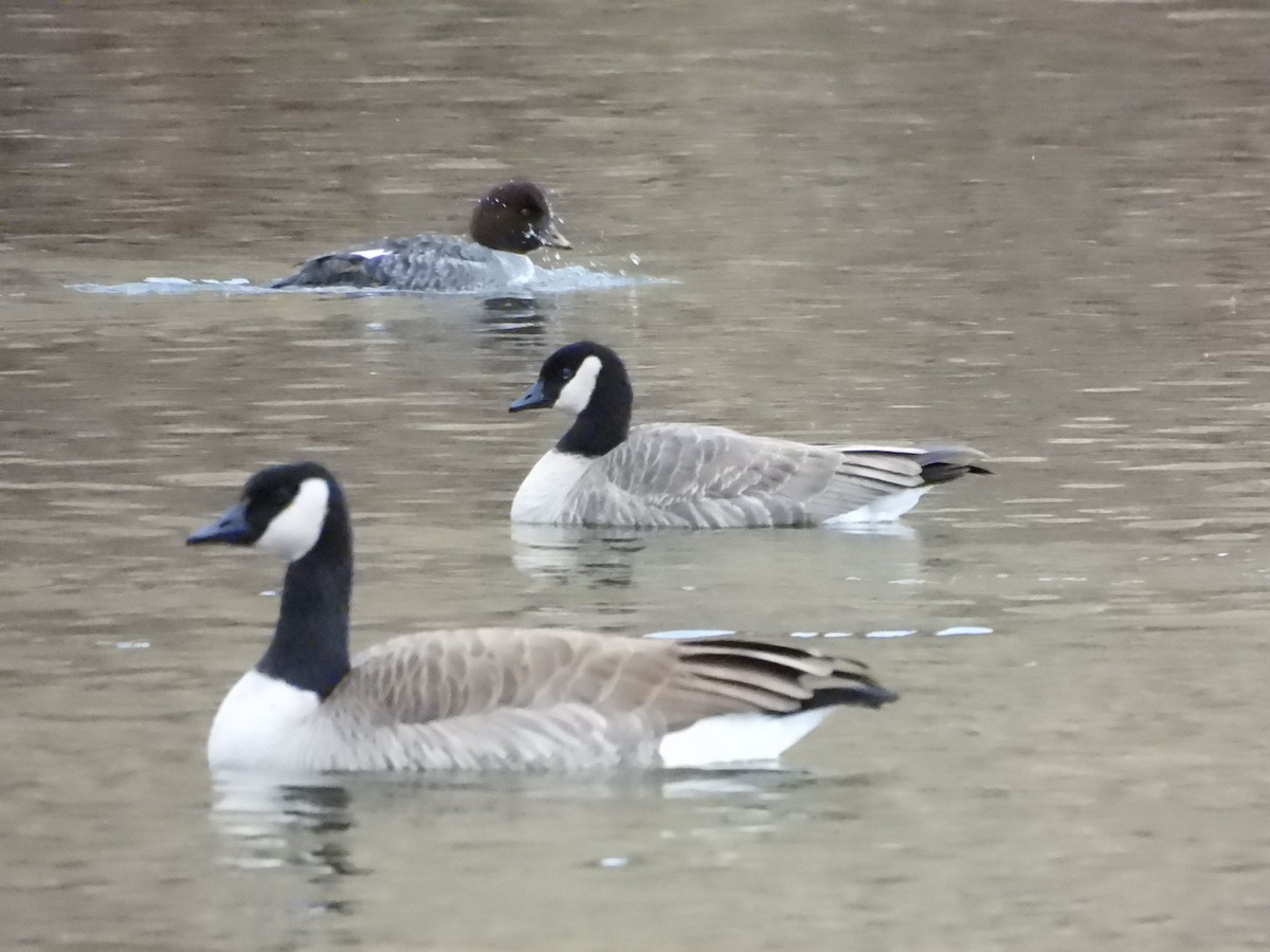 Oca canadese minore - ML647391363