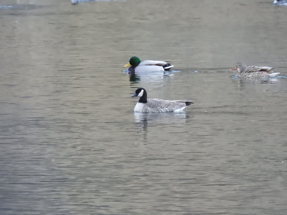 Oca canadese minore - ML647391364