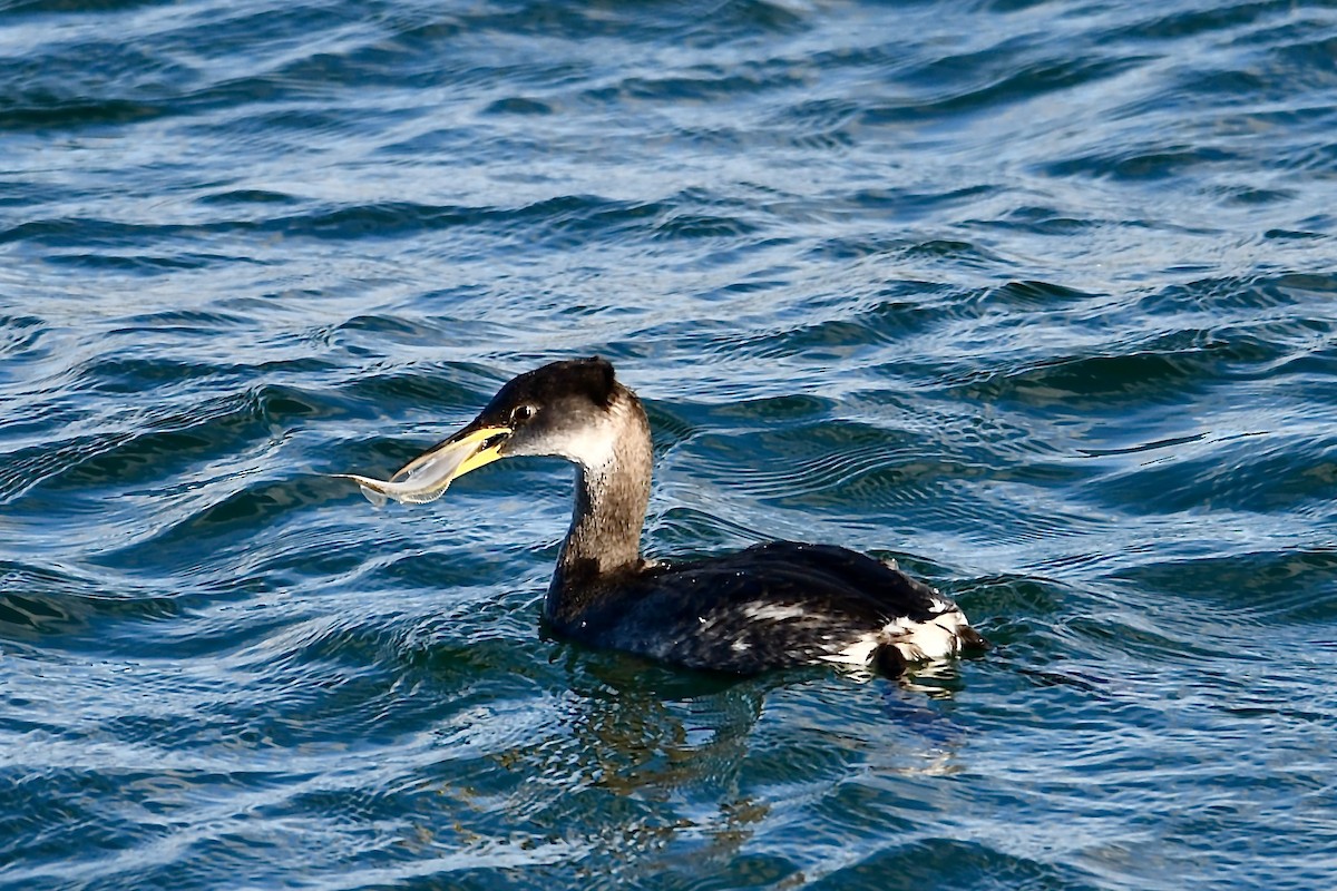 Somormujo Cuellirrojo - ML647391377