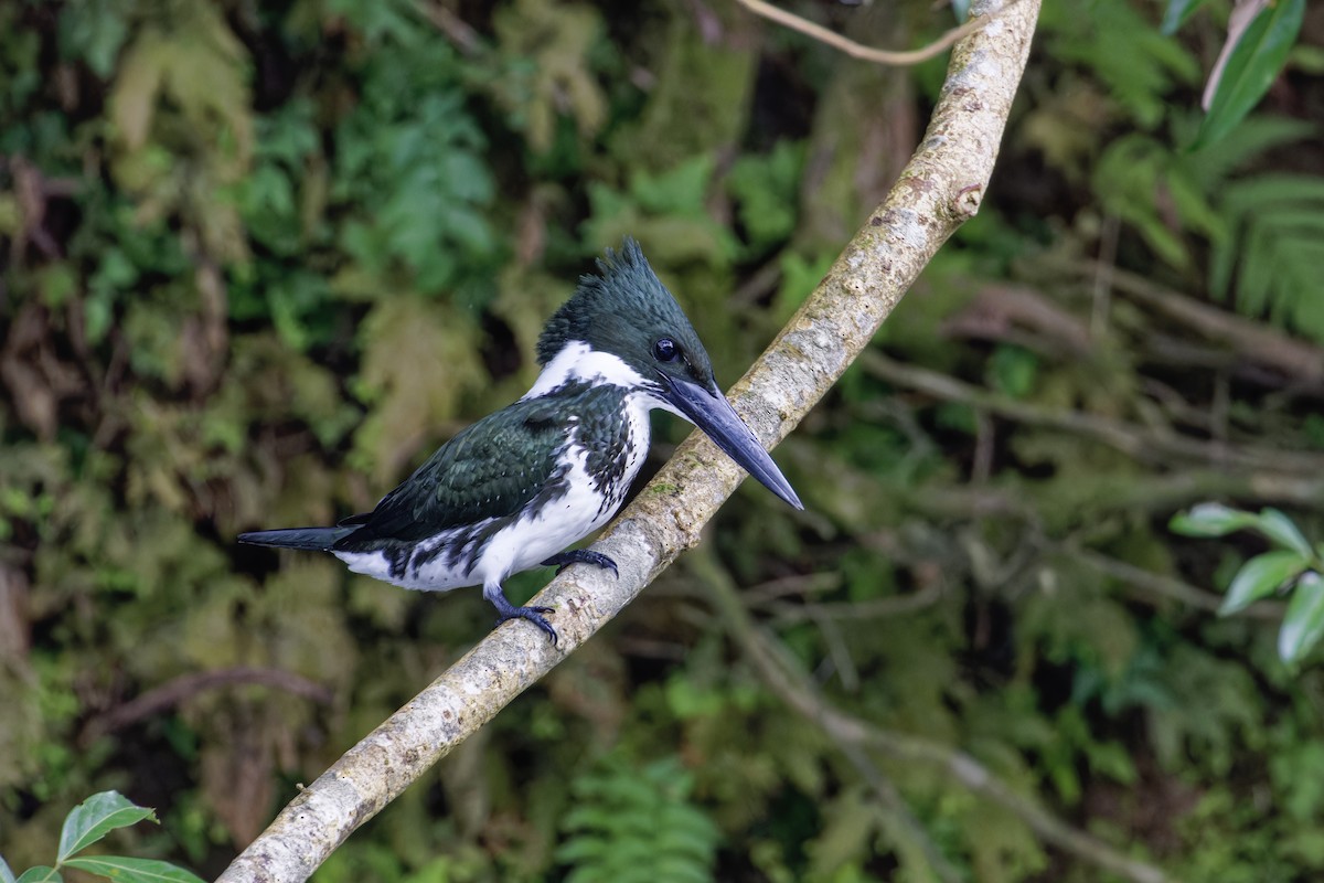 rybařík amazonský - ML647391382