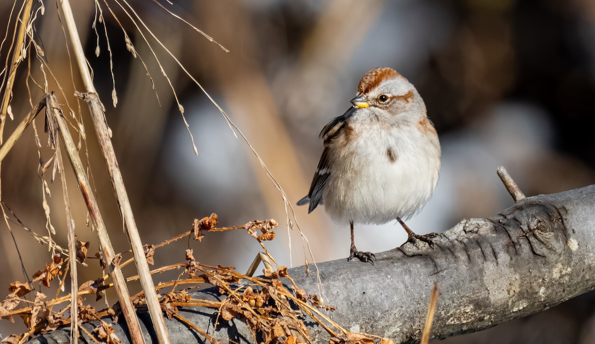 strnádka pokřovní - ML647391383