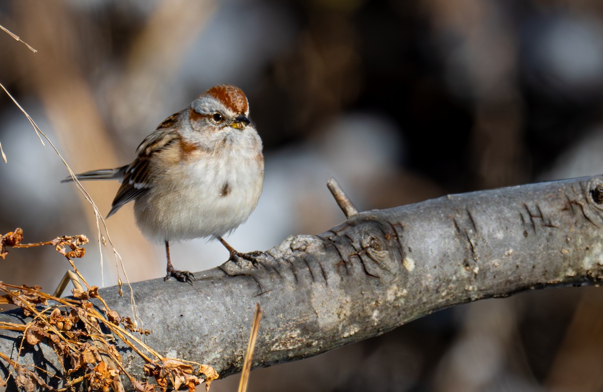 strnádka pokřovní - ML647391384