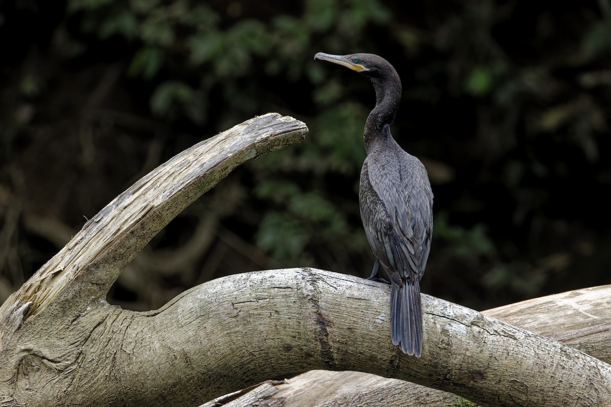 kormorán neotropický - ML647391386