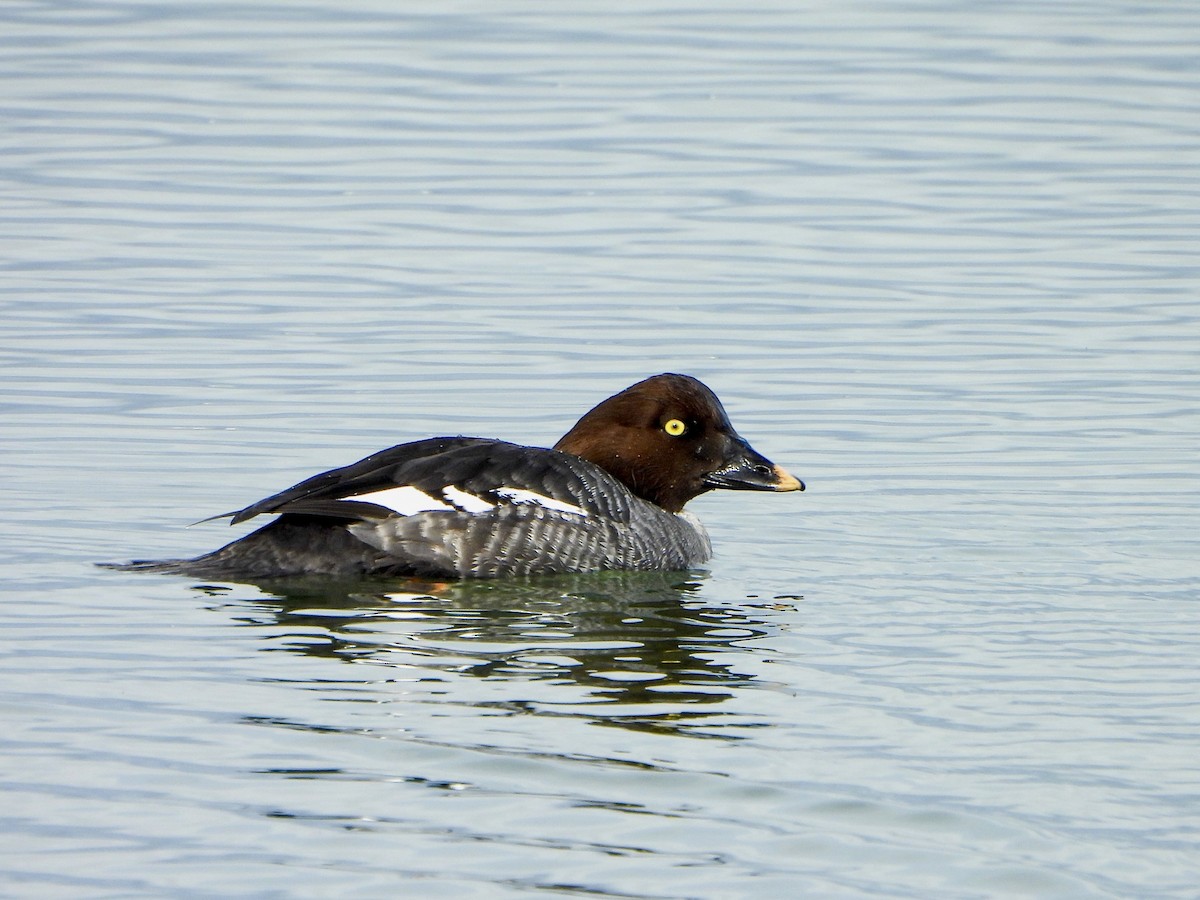 hohol severní - ML647391387