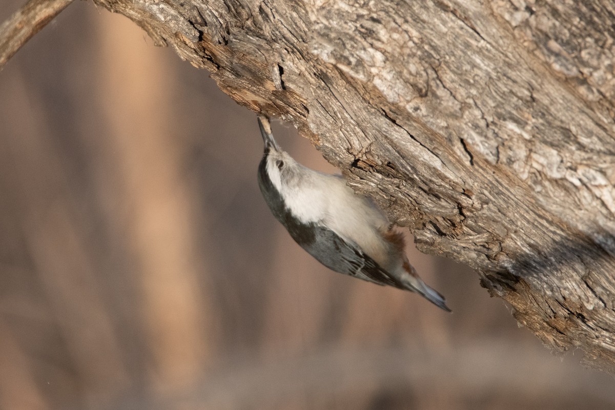 brhlík běloprsý - ML647391388