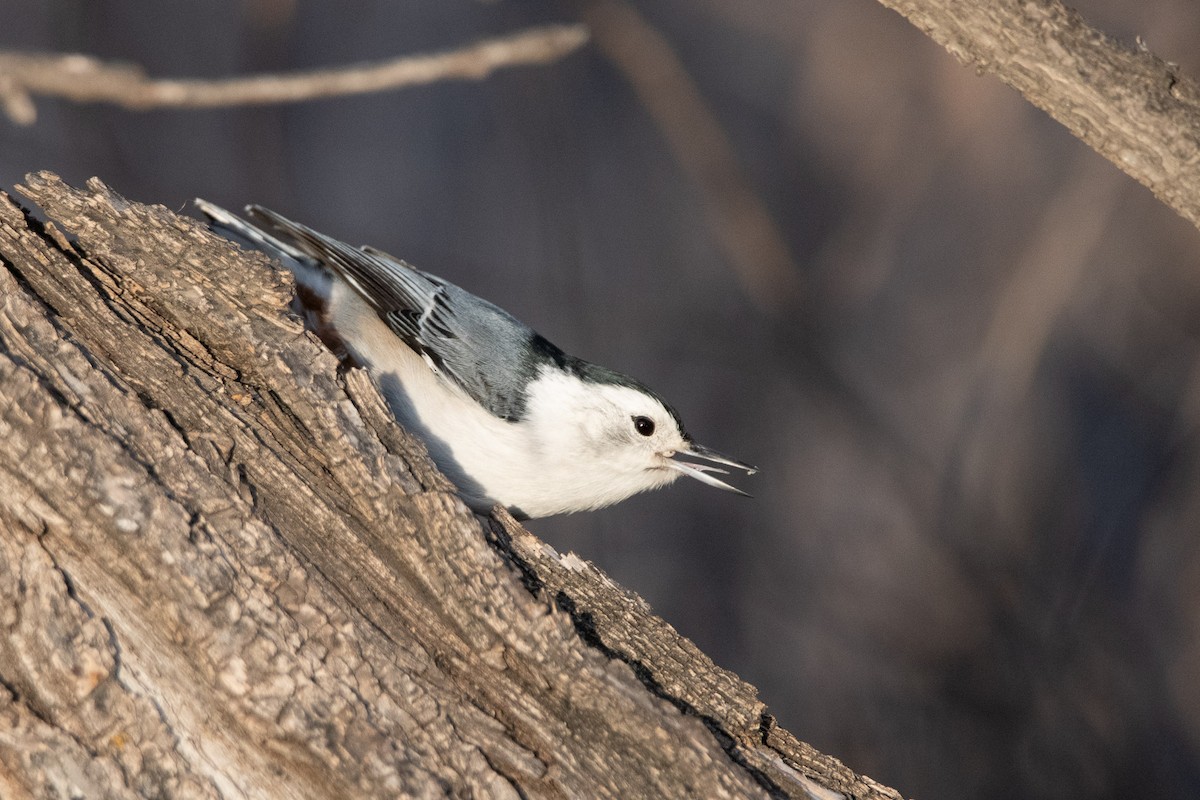 brhlík běloprsý - ML647391389