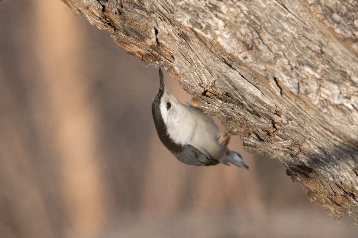 brhlík běloprsý - ML647391390