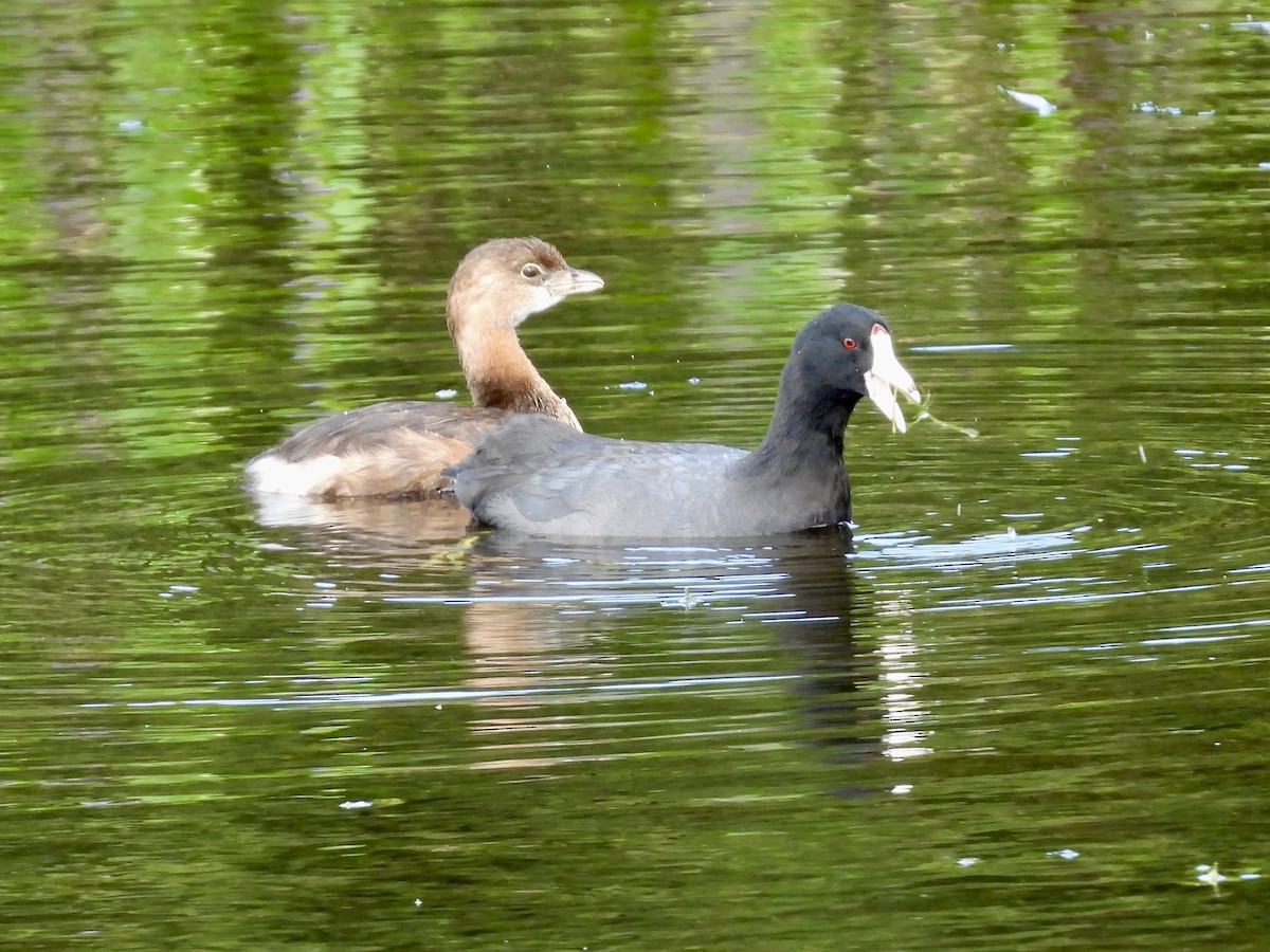 lyska americká - ML647391391