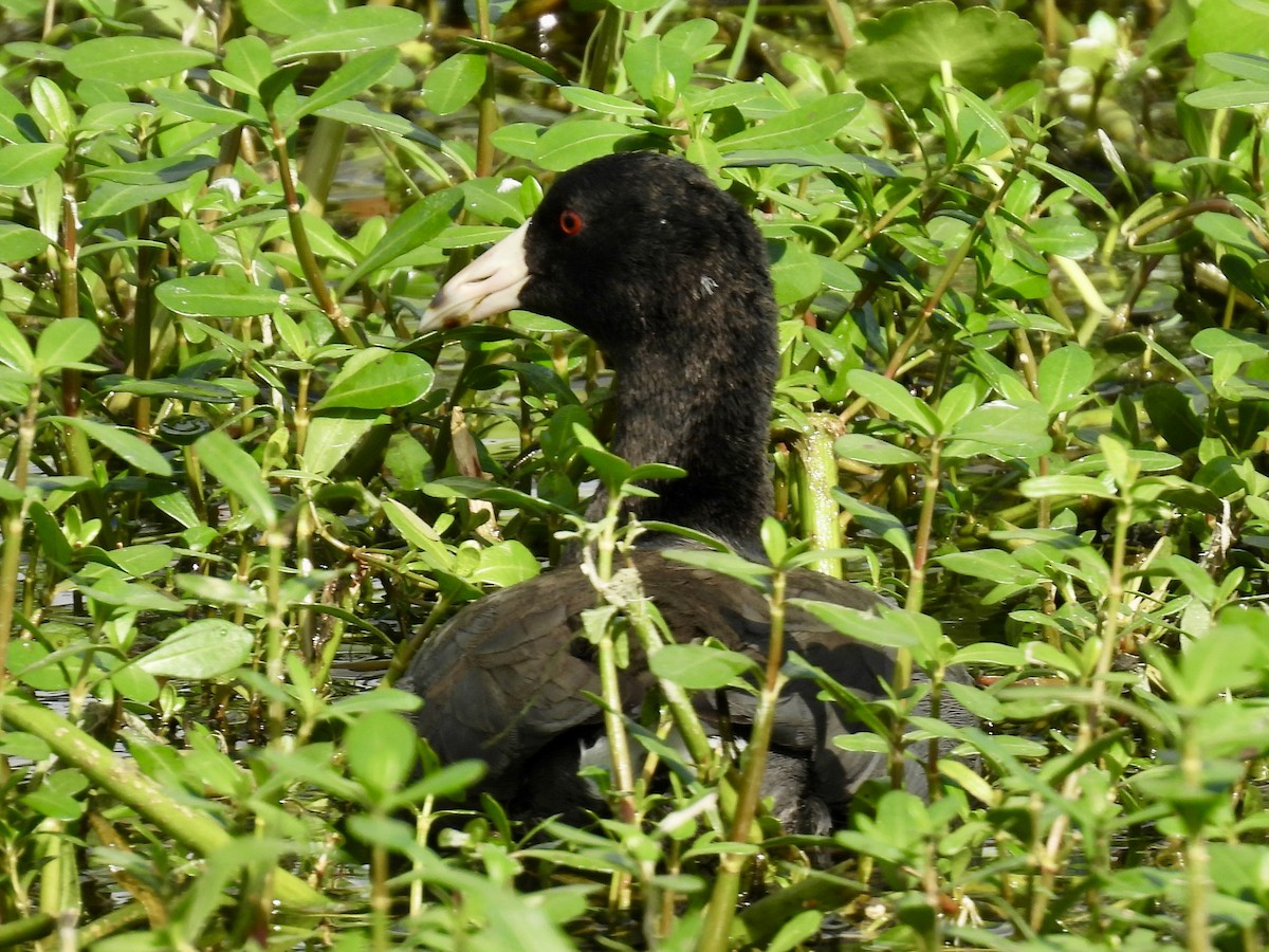 lyska americká - ML647391392